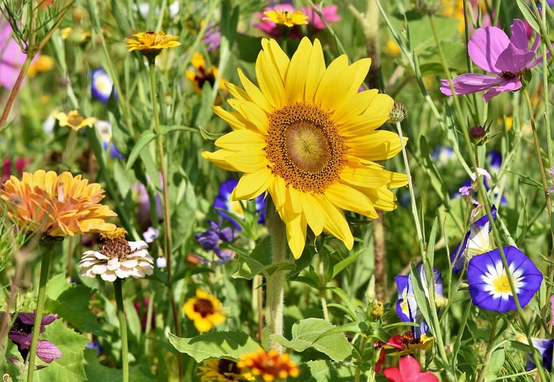 Gardening Community