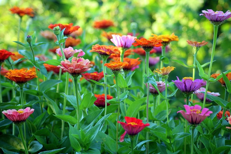 Garden Flowers