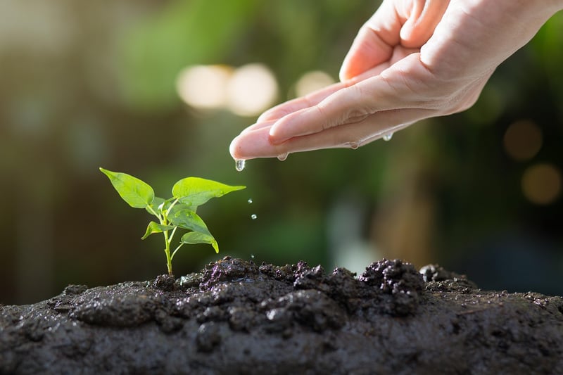 Garden Mulching
