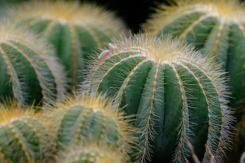 Haworthia