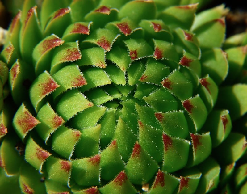 Sedum